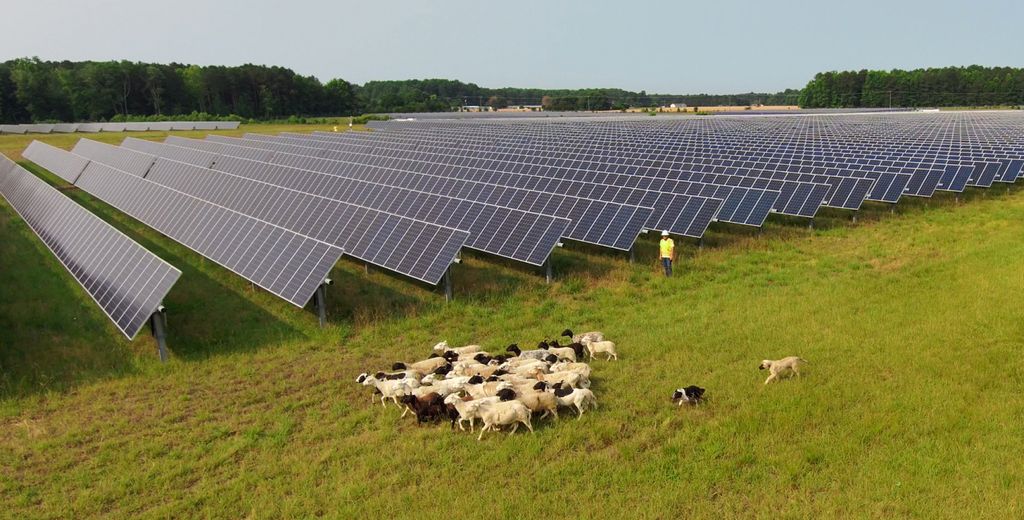 Sheep help manage vegetation at a solar facility