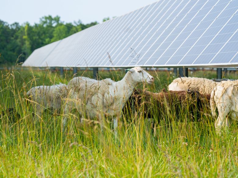 Sheep grazing in a solar field