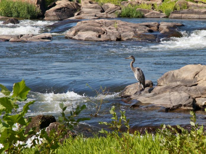 Blue heron on rocks in James River